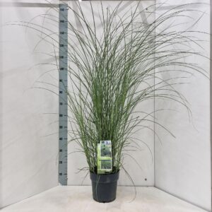 Miscanthus sinensis Gracillimus
(1 Plants/Order)(23cmP 140cmH)