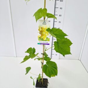 Vitis other white Vitis 'Himrod' 80CMC2
(10 Plants/Order)(17cmP 100cmH)
