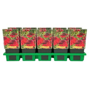 Echinacea purpurea Eccentric Red' P11
(10 Plants/Order)(11cmP 25cmH)