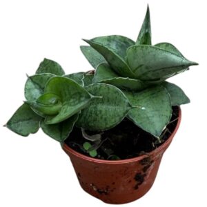 Sansevieria other Rookie
(20 Plants/Order)(6cmP 5cmH)