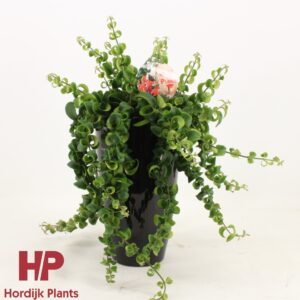 Aeschynanthus Bluster Aeschynanthus krul Ceramics black (3 Plants/Order)(15cmP 35cmH)