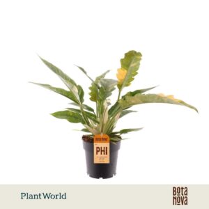 Philodendron Ring of Fire narrow
(7 Plants/Order)(14cmP 40cmH)