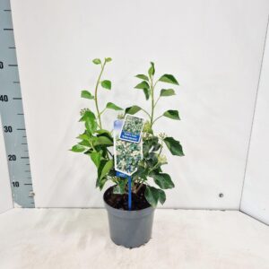 Hedera helix Arborescens'
(1 Plants/Order)(17cmP 55cmH)