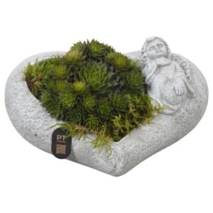 Arrangement PTAH3016 Arrangement All Saints in beton hart Pot
(3 Plants/Order)(20cmP 9cmH)