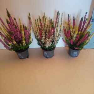 Calluna Beauty-Ladies Ladies Twin 2 colours in one Pot
(18 Plants/Order)(9cmP 12cmH)