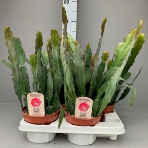Epiphyllum anguliger Sarah Courant
(4 Plants/Order)(15cmP 50cmH)
