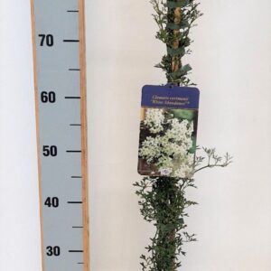 Clematis White Abundance
(16 Plants/Order)(17cmP 90cmH)