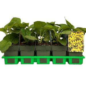 Rudbeckia fulgida Goldsturm ‘Goldstrum’ P11
(10 Plants/Order)(11cmP 25cmH)