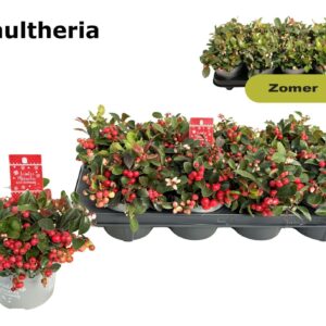 Gaultheria Big Berry 12 cm, Large
(8 Plants/Order)(12cmP 15cmH)
