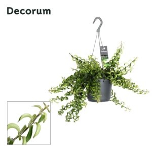 Aeschynanthus Swing Aeschynanthus Swing ( met gekruld blad) (6 Plants/Order)(17cmP 25cmH)