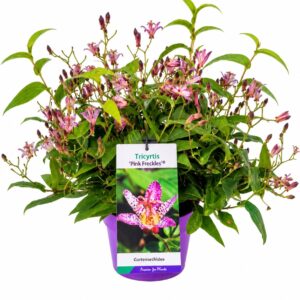 Tricyrtis formosana Pink Freckles' C3
(1 Plants/Order)(19cmP 40cmH)