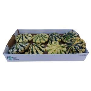 Cucurbita Jaune et Verte *8
(8 Plants/Order)(12cmP cmH)