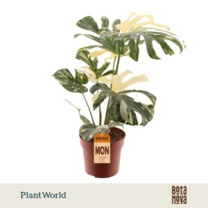 Monstera deliciosa Thai Constellati
(3 Plants/Order)(21cmP 80cmH)