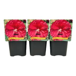 Hibiscus Robert Flemming' C5
(1 Plants/Order)(21cmP 35cmH)