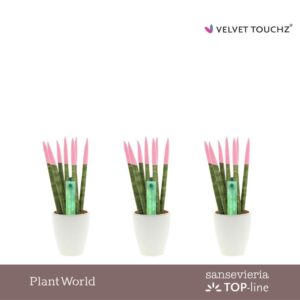 Sansevieria Cylindrica VELVET TOUCHZ® Pastel pink in Ceramics Osaka
(16 Plants/Order)(6cmP 20cmH)
