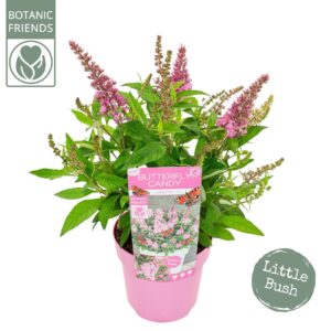 Buddleja Butterfly Candy Little Pin
(1 Plants/Order)(19cmP 45cmH)