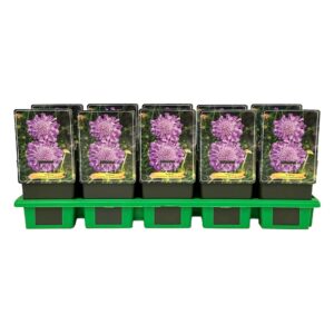 Scabiosa Butterfly Blue columbaria P11
(10 Plants/Order)(11cmP 25cmH)