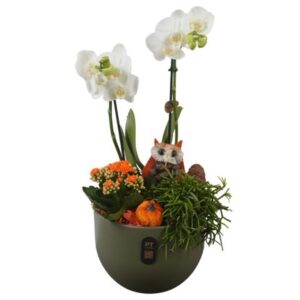 Indoor plants PTHI3234 Arrangement Autumn Indoor in Ceramics Pot
(3 Plants/Order)(19cmP 49cmH)