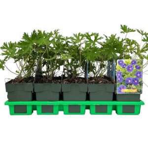 Geranium Johnsons Blue
(10 Plants/Order)(11cmP 25cmH)
