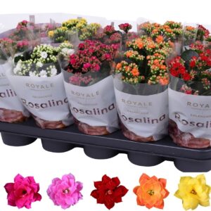 Kalanchoe blossfeldiana Royale geme Kalanchoe Rosalina 12cm mix, Royale zonder white
(10 Plants/Order)(12cmP 27cmH)