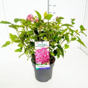Hydrangea arborescens Hydrangea arb. 'Candybelle ® Sorbet' 40-50C5
(1 Plants/Order)(22cmP 60cmH)