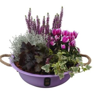 Arrangementen PTHO7564 Arrangement Autumn Outdoor in metalen schaal
(1 Plants/Order)(30cmP 29cmH)