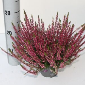 Calluna Garden Girls Franca Franca-ROT
(8 Plants/Order)(12cmP 25cmH)