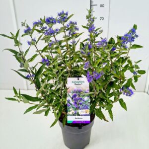 Caryopteris x clandonensis Caryopteris cland. 'Thetis' 40-50C5
(1 Plants/Order)(23cmP 60cmH)