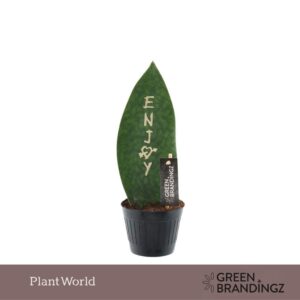 Sansevieria other Green Brandingz Enjoy
(11 Plants/Order)(10.5cmP 35cmH)