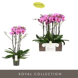 Phalaenopsis other pink (enkele ta Impresso Amalia >4 spike
(3 Plants/Order)(15cmP 65cmH)
