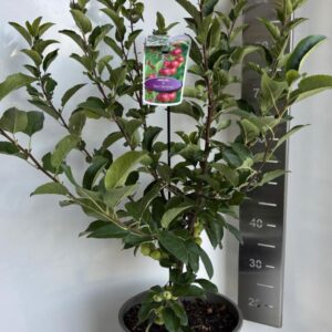 Malus Red Sentinel
(1 Plants/Order)(29cmP 100cmH)