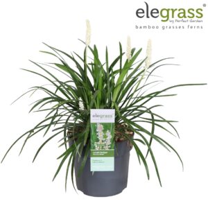 Liriope Monroe White muscari P19
(1 Plants/Order)(19cmP 50cmH)