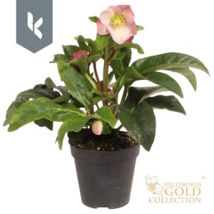 Helleborus HGC Ice Breaker Rosy N Roses
(8 Plants/Order)(13cmP 40cmH)