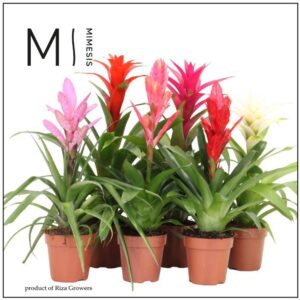 Bromelia Charming 12cm Mimesis
(10 Plants/Order)(12cmP 45cmH)