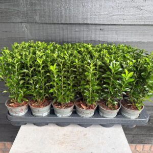 Euonymus japonicus Green Spire
(18 Plants/Order)(9cmP 25cmH)