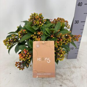 Skimmia japonica Lipstick 15+
(3 Plants/Order)(19cmP 45cmH)
