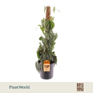 Piper sylvaticum Mosstok
(6 Plants/Order)(16cmP 60cmH)