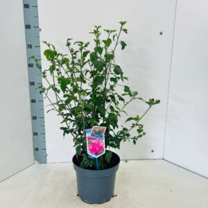 Hibiscus syriacus Magenta Chiffon ('Rwoods5'PBR)
(1 Plants/Order)(23cmP 70cmH)