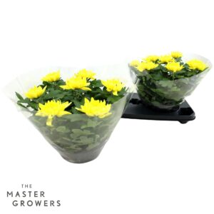 Chrysanthemum Cosmo Yellow Deco Schaal dark yellow 23cm 7pp
(2 Plants/Order)(23cmP 32cmH)