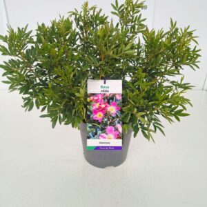 nitida Rosa nitida 50-60C5
(1 Plants/Order)(23cmP 60cmH)