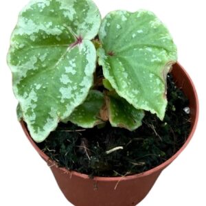 Begonia Temuyuk Silver
(14 Plants/Order)(8cmP 12cmH)