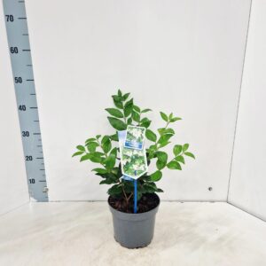 Ligustrum japonicum Texanum'
(1 Plants/Order)(17cmP 45cmH)