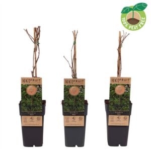 Actinidia arguta Weiki' (Kiwibes, mnl.)
(10 Plants/Order)(15cmP 50cmH)