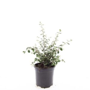 Cotoneaster franchetii
(8 Plants/Order)(14cmP 10cmH)