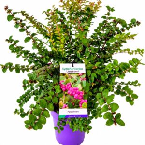 Symphoricarpos (Ground Cover Grp) L d. Berry' 50-60C7
(1 Plants/Order)(22cmP 60cmH)
