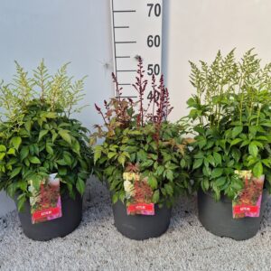 Astilbe mixed P26
(1 Plants/Order)(26cmP 50cmH)