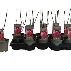 Magnolia liliiflora Nigra
(10 Plants/Order)(12cmP 35cmH)