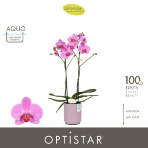 Phalaenopsis other pink (enkele ta Optistar Yoko 2 spike in Molise Lilac Aquo
(6 Plants/Order)(12cmP 60cmH)