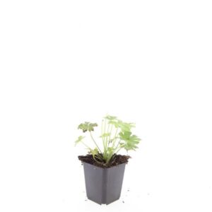 Geranium macrorrhizum Spessart
(12 Plants/Order)(9cmP 15cmH)