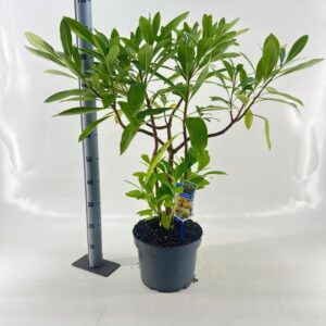 Edgeworthia chrysantha Gra
(1 Plants/Order)(29cmP 95cmH)